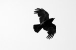 upright crow